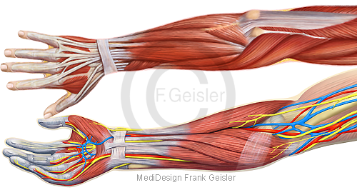 Arm Oberarm Unterarm Und Hand