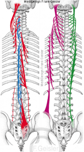 Rücken, Wirbelsäule und Rückenmuskeln