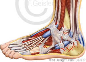 Überbein am Fuß Bilder: Learning to Draw the Human Foot