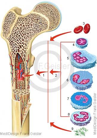Blutbildung In Knochenmark Blutbildungsorgane